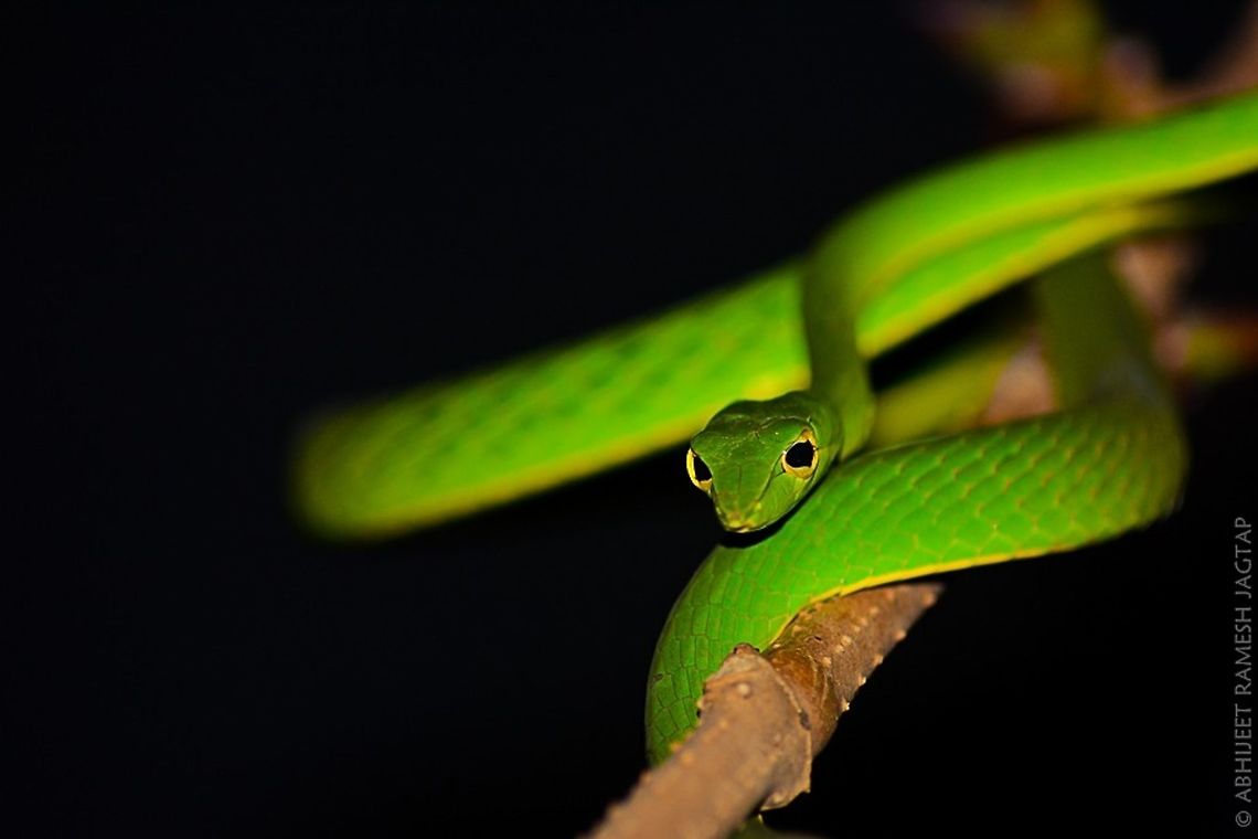 Vine!!   Greeen beauty!!! Probably the only snake with Horizontal pupils!!!<br />
<br />
This Beeaaautiful snake and chameleons were in my wishlist since I got to know about them in my childhood days.<br />
of which one is in this picture and chameleons? am still searching.. <br />
<br />
One can imagine the amount of joy and feeling when you get results after numerous failed attempts of so many years.. <br />
<br />
<br />
Very beautiful creature and mistaken as dangerous species without knowing the fact that it is rear fanged species with mild venom which is non fatal to humans..  70-300,70-300mm,Ahaetulla borealis,Ahaetulla nasuta,Asia,D5200,Green,Green vine snake or Long-nosed whip snake,IncredibleIndia,India,Nikon,NikonD5200,Northern Western Ghats vine snake,Pupil,Tamron,Vine,Wild,abhitap,life,maharashtra