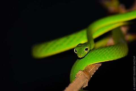 Vine!!   Greeen beauty!!! Probably the only snake with Horizontal pupils!!!

This Beeaaautiful snake and chameleons were in my wishlist since I got to know about them in my childhood days.
of which one is in this picture and chameleons? am still searching.. 

One can imagine the amount of joy and feeling when you get results after numerous failed attempts of so many years.. 


Very beautiful creature and mistaken as dangerous species without knowing the fact that it is rear fanged species with mild venom which is non fatal to humans..  70-300,70-300mm,Ahaetulla borealis,Ahaetulla nasuta,Asia,D5200,Green,Green vine snake or Long-nosed whip snake,IncredibleIndia,India,Nikon,NikonD5200,Northern Western Ghats vine snake,Pupil,Tamron,Vine,Wild,abhitap,life,maharashtra
