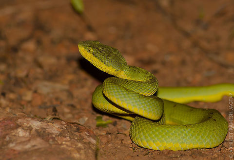 Coil and strike position!!   'S' shape!! Before you read..
nothing to be scared of after reading the description, as once you see them in such stance just keep the distance and they'll move away from you.. 

Attacking stance: All of our pit vipers can bite and effectively inject venom from almost any position. Up, down, or sideways. They need not take time to coil before striking out. They can turn and bite &mdash; while they are moving, if they are stretched out immobile or if they are forcibly restrained and have sufficient length left to reach their objective. They can bite in or under water. Although they may not be able to strike very far because of the lack of resistance.

When they realize a potential hazard is near and they feel they cannot escape, most pit vipers will move swiftly into a defensive coil. From this position they can deliver their most effective strike. Normally they do not reach out more than one-third to one-half of their own length. A pit viper's strike is a swift stabbing lunge that is sometimes, but not always, accompanied by an attempted closing of the jaws as the fangs penetrate the target. Although not as fast or accurate as legend would have us believe, the strike is very swift. Too fast to be fully followed and comprehended by the human eye. Stamina and endurance though are not a part of the pit vipers bag of tricks. Repeated harassment of individuals by predators (human or otherwise) will soon wear the snake down to a point where his strike seems almost a slow motion attempt at his former prowess. When passively interested in obtaining a meal, pit vipers will often take a resting coil position near the possible food source. With almost imperceptible movements, this resting coil can be swiftly and easily converted to a striking coil when a prey animal appears.
Source: http://www.rattlesnakes.com/info/strike.html 70-300,70-300mm,Asia,Bamboo pit viper,Bamboo viper,Craspedocephalus gramineus,D5200,Geotagged,IncredibleIndia,India,Maharashtra,Matheran,Neral,Nikon,NikonD5200,Raigad,Summer,Tamron,Trimeresurus gramineus,abhitap