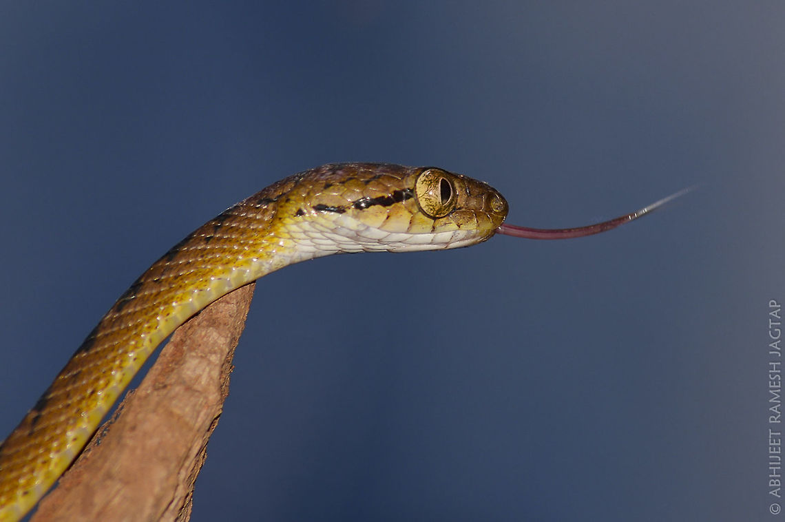 Cat eye snake!! This species is Western ghat endemic.<br />
Cat snakes are long-bodied snakes with large heads and large eyes. They vary greatly in pattern and color. Many species have banding, but some are spotted and some are solid-colored.<br />
Boiga is a large genus of mildly venomous, opisthoglyphous or rear-fanged, colubrid snakes typically known as the cat-eyed snakes or just cat snakes. They are primarily found throughout southeast Asia, India and Australia, but due to their extremely hardy nature and adaptability have spread to many other suitable habitats around the world. There are 34 recognized species in the genus. 70-300,70-300mm,Beddome's cat snake,Boiga beddomei,D5200,Geotagged,IncredibleIndia,India,Maharashtra,Matheran,Neral,Nikon,NikonD5200,Raigad,Summer,Tamron,abhitap,life,nature,reptile