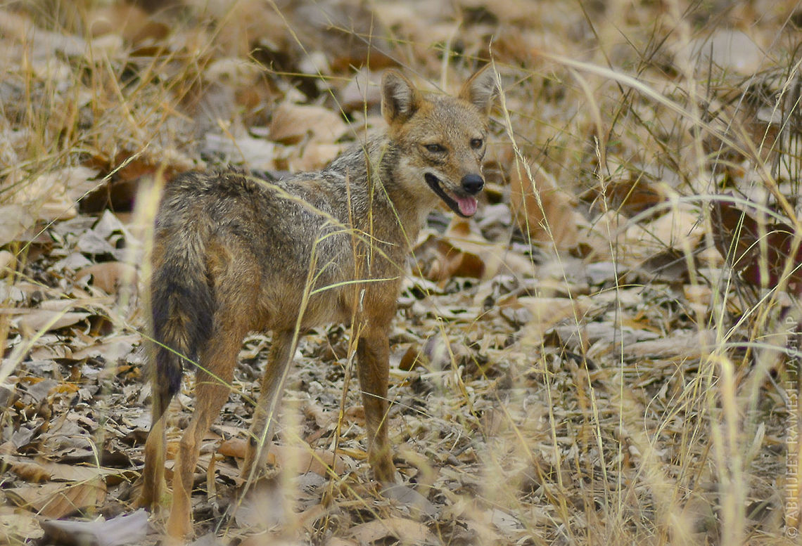 India Jackal!!! While searching for Tigers this fella crossed our safari track, looked back and then disappeared in thickets.. <br />
They hunt in packs, alone and sometimes seen stealing leopard's or other predators hunt!!!<br />
<br />
They look very similar to Dogs.. Hence in Rural areas people often mistake it for Dog.. 70-300,70-300mm,Canis aureus indicus,D5200,India,Indian jackal,Mammals,Nikon,NikonD5200,abhitap,bandhavgarh,incredible india,incredibleindia,jackal,khitauli,life,madhya pradesh,mammal,safari,summer