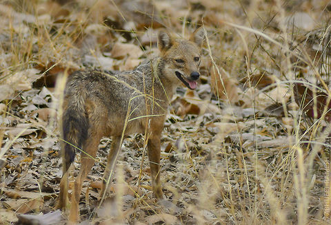 India Jackal!!! While searching for Tigers this fella crossed our safari track, looked back and then disappeared in thickets.. 
They hunt in packs, alone and sometimes seen stealing leopard's or other predators hunt!!!

They look very similar to Dogs.. Hence in Rural areas people often mistake it for Dog..  70-300,70-300mm,Canis aureus indicus,D5200,India,Indian jackal,Mammals,Nikon,NikonD5200,abhitap,bandhavgarh,incredible india,incredibleindia,jackal,khitauli,life,madhya pradesh,mammal,safari,summer
