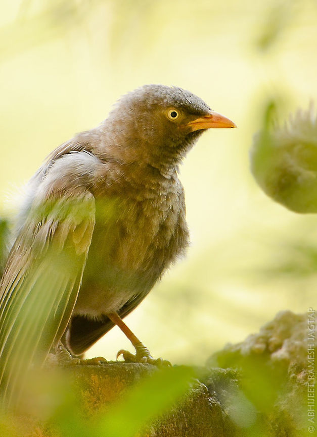 Jungle Babbler Was trying my friend&#039;s Nikkor 70-300m VR and this one is shot from that lens.. <br />
<br />
Jungle babblers are birds who roam in groups of 7 and are very noisy. <br />
Also known as &#039;Saat-bhai&#039; locally (in Hindi language, saat = 7 ,  bhai= brothers). Bandhavgarh,D5200,Geotagged,India,Jungle Babbler,Nikkor,Nikon,NikonD520,Spring,Tala,Turdoides striata,Umaria,Wildlife,abhitap,incredibleindia,india,madhya pradesh,nature