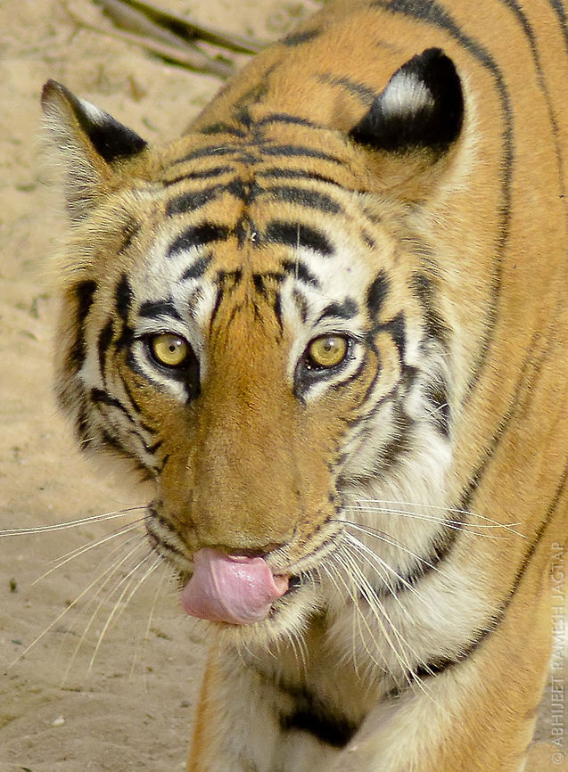 Her Portrait!!! id: Dhamdhama female (Tigress)<br />
Location: Khitouli Zone, Bandhavgarh National Park, Umaria, Madhya Pradesh, India<br />
<br />
A mother while walking towards water-hole, gave me this look..  70-300,70-300mm,Bengal tiger,D5200,India,Nikon,NikonD5200,Panthera tigris tigris,Tamron,Umaria,abhitap,dhamdhama,female,forest,forests,jungle,jungles,khitauli,khitouli,life