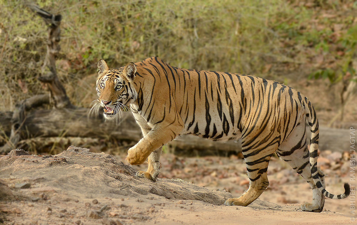 International Tiger Day!! 29th July What is International Tiger Day?<br />
International Tiger Day is held annualy on July 29 to give worldwide attention to the reservation of tigers. It is both an awareness day as a celebration. It was founded at the Saint Petersburg Tiger Summit in 2010. This was done because at that moment wild tigers were too close to extinction. Many animal welfare organisations pledged to help these wonderful creatures and are still helping to raise funds to reach this goal. The goal of Tiger Day is to promote the protection and expansion of the wilde tigers habitats and to gain support through awareness for tiger conservation.<br />
<br />
Source: <a href="http://tigerday.org/what-is-international-tiger-day/" rel="nofollow">http://tigerday.org/what-is-international-tiger-day/</a><br />
<br />
in this image again very beautiful wild tigress from Bandhavgarh National Park, India<br />
<br />
Her name is 'Dotty krishna'.   70-300,70-300mm,Bandhavgarh,Bengal tiger,D5200,Geotagged,India,National,National Park,Nikon,NikonD5200,Panthera tigris tigris,Park,Spring,Tamron,Umaria,abhitap,incredibleindia,india,madhya pradesh