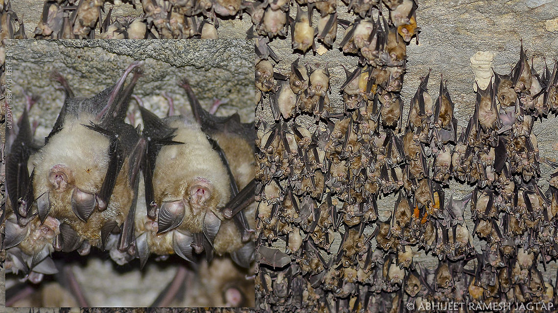 World Upside Down!!!     The secretive life of these hanging mammals is still comparatively unknown to the world.. <br />
In India, these hanging friends are comparatively least studied and explored group according to me.. They are awesome!!!<br />
    Horseshoe Bats!! <br />
You can see small black dot like eyes.. Which are very different from fruit bats.. <br />
These eyes got reduced in size in evolutionary process as they were of almost NO use for their vision... <br />
Most of us learned it by reading or from documentaries.. <br />
I was lucky enough to see it and photograph it!!!<br />
<br />
About this species: <a href="http://www.iucnredlist.org/details/19547/0" rel="nofollow">http://www.iucnredlist.org/details/19547/0</a> 70-300,70-300mm,Animal,Blyths horseshoe bat,D5200,Fauna,IncredibleIndia,India,IndiaWilds,Nikon,Rhinolophus lepidus,Tamron,Umaria,WildIndia,abhitap,jagtap,life,madhya pradesh,mammal,nature