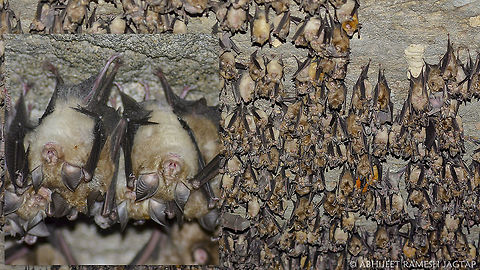 World Upside Down!!!     The secretive life of these hanging mammals is still comparatively unknown to the world.. 
In India, these hanging friends are comparatively least studied and explored group according to me.. They are awesome!!!
    Horseshoe Bats!! 
You can see small black dot like eyes.. Which are very different from fruit bats.. 
These eyes got reduced in size in evolutionary process as they were of almost NO use for their vision... 
Most of us learned it by reading or from documentaries.. 
I was lucky enough to see it and photograph it!!!

About this species: http://www.iucnredlist.org/details/19547/0 70-300,70-300mm,Animal,Blyths horseshoe bat,D5200,Fauna,IncredibleIndia,India,IndiaWilds,Nikon,Rhinolophus lepidus,Tamron,Umaria,WildIndia,abhitap,jagtap,life,madhya pradesh,mammal,nature