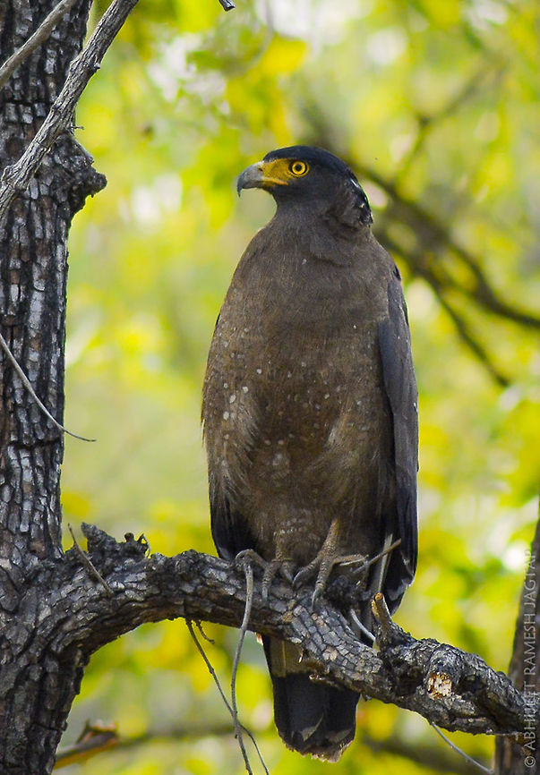 Crested Serpent Eagle This eagle never fears tourists.. And its again my dream to see this eagle hunting on snakes.. Seen lot of pic by others of this bird with snake kill. But It will be nice to see them hunting.. Wild nature!!!! <br />
At first we thought that its a kill in its toes.. but we soon realized that its a twig.. Disappointment!!!!<br />
<br />
Nature is always terrifying and amazing!!!<br />
<br />
Imagine potential of their sight/vision, that they can spot snakes and even hunt these serpents.. <br />
<br />
They are masters..  70-300,70-300mm,Crested Serpent Eagle,D5200,Nikon,NikonD5200,Spilornis cheela,Tamron,abhitap,animal,avifauna,bird,birding,birds,fauna,jagtap,life,madhya prdesh,nature,prey