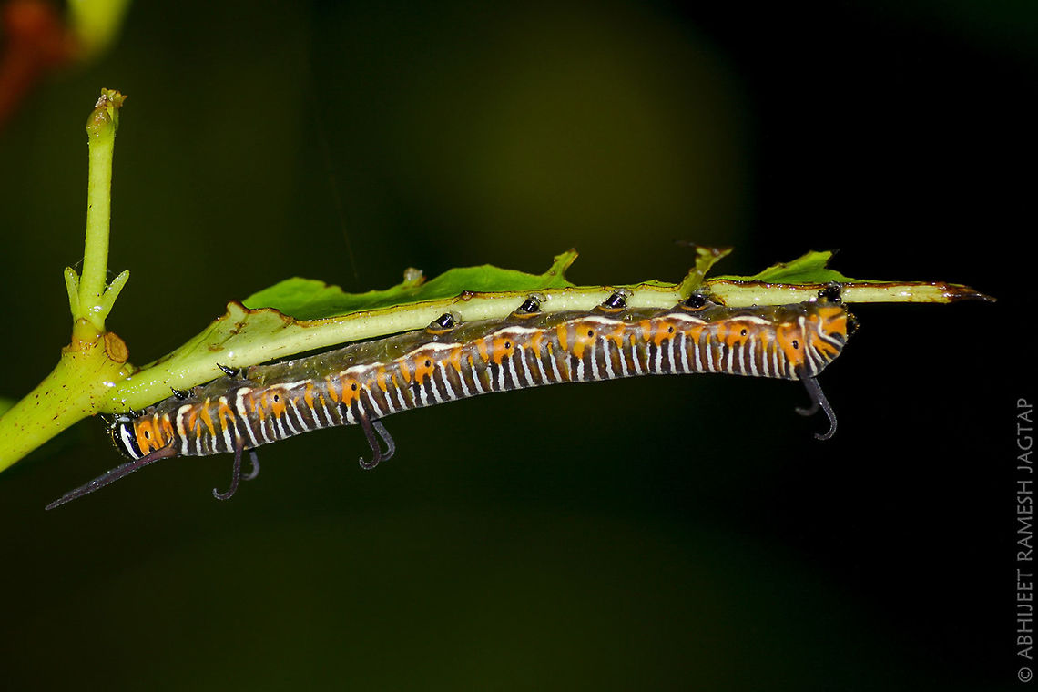So different than the Adult.. Caterpillar of 'Common Crow Butterfly'.. 70-300,70-300mm,Asia,Common Crow,D5200,Euploea core,India,Karnala,Nikon,NikonD5200,Tamron,abhitap,bird,incredible india,incredibleindia,jagtap,life,maharashtra,nature,raigad