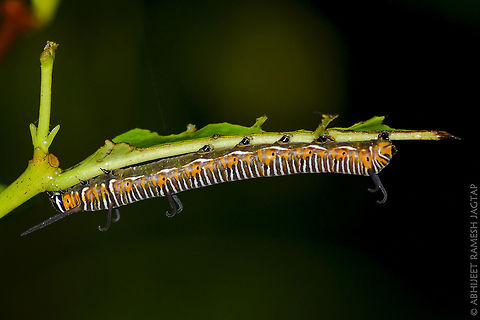So different than the Adult.. Caterpillar of 'Common Crow Butterfly'.. 70-300,70-300mm,Asia,Common Crow,D5200,Euploea core,India,Karnala,Nikon,NikonD5200,Tamron,abhitap,bird,incredible india,incredibleindia,jagtap,life,maharashtra,nature,raigad
