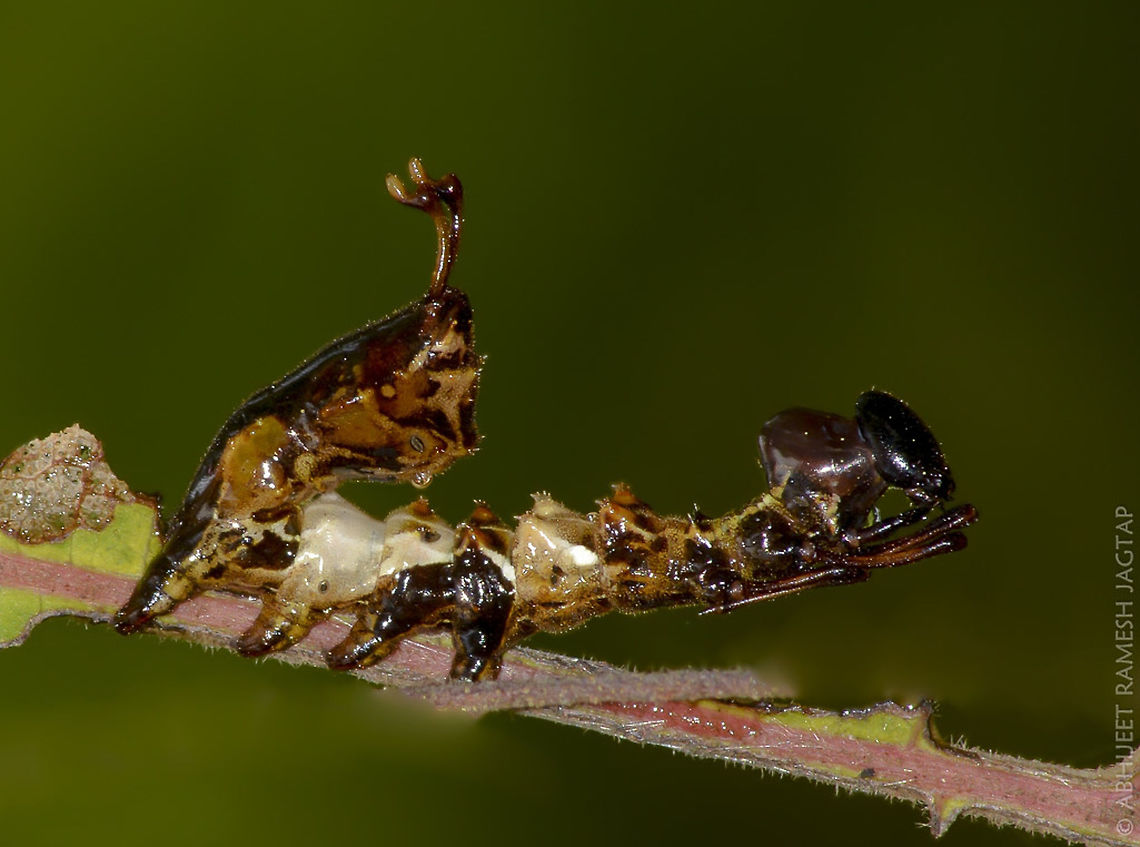 Mimicry.. It mimics dead leaf part and also when threatened it will behave like an Black Ant...<br />
<br />
The caterpillar features spindly forelegs and a swollen abdomen that curves up at the end, resembling a lobster tail. If the Lobster Moth Caterpillar is provoked, it spreads its front legs and arches its head back, possibly spraying formic acid. As an adult moth, it simply flies away.<br />
<br />
Notodontid larvae are notable for their often bizarre shapes, and some have chemical defenses (cyanic acid, formic acid, and other ketones: Blum, 1981) not commonly found in other Lepidoptera (Weller 1992). Schizura unicornis and S. badia have a mixture of formic acid, acetic acid and other compounds which they spray accurately at their attacker (Attygalle et al., 1993). <br />
<br />
Exif: F/16__ISO:250__Exposure: 1/160__pop-out<br />
flash: -0.7 e.v. ____ Asia,Bird,India,Karnala,Lobster moth,Maharashtra,Panvel,Raigad,Sanctuary,Stauropus fagi,animal,caterpillar,fauna,incredible india,incredibleindia,larva,lepidoptera,life,lobster,moth