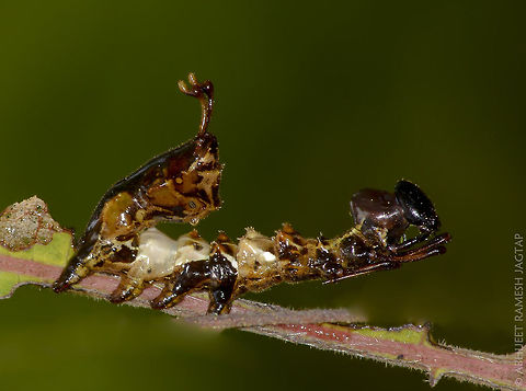 Mimicry.. It mimics dead leaf part and also when threatened it will behave like an Black Ant...

The caterpillar features spindly forelegs and a swollen abdomen that curves up at the end, resembling a lobster tail. If the Lobster Moth Caterpillar is provoked, it spreads its front legs and arches its head back, possibly spraying formic acid. As an adult moth, it simply flies away.

Notodontid larvae are notable for their often bizarre shapes, and some have chemical defenses (cyanic acid, formic acid, and other ketones: Blum, 1981) not commonly found in other Lepidoptera (Weller 1992). Schizura unicornis and S. badia have a mixture of formic acid, acetic acid and other compounds which they spray accurately at their attacker (Attygalle et al., 1993). 

Exif: F/16__ISO:250__Exposure: 1/160__pop-out
flash: -0.7 e.v. ____ Asia,Bird,India,Karnala,Lobster moth,Maharashtra,Panvel,Raigad,Sanctuary,Stauropus fagi,animal,caterpillar,fauna,incredible india,incredibleindia,larva,lepidoptera,life,lobster,moth