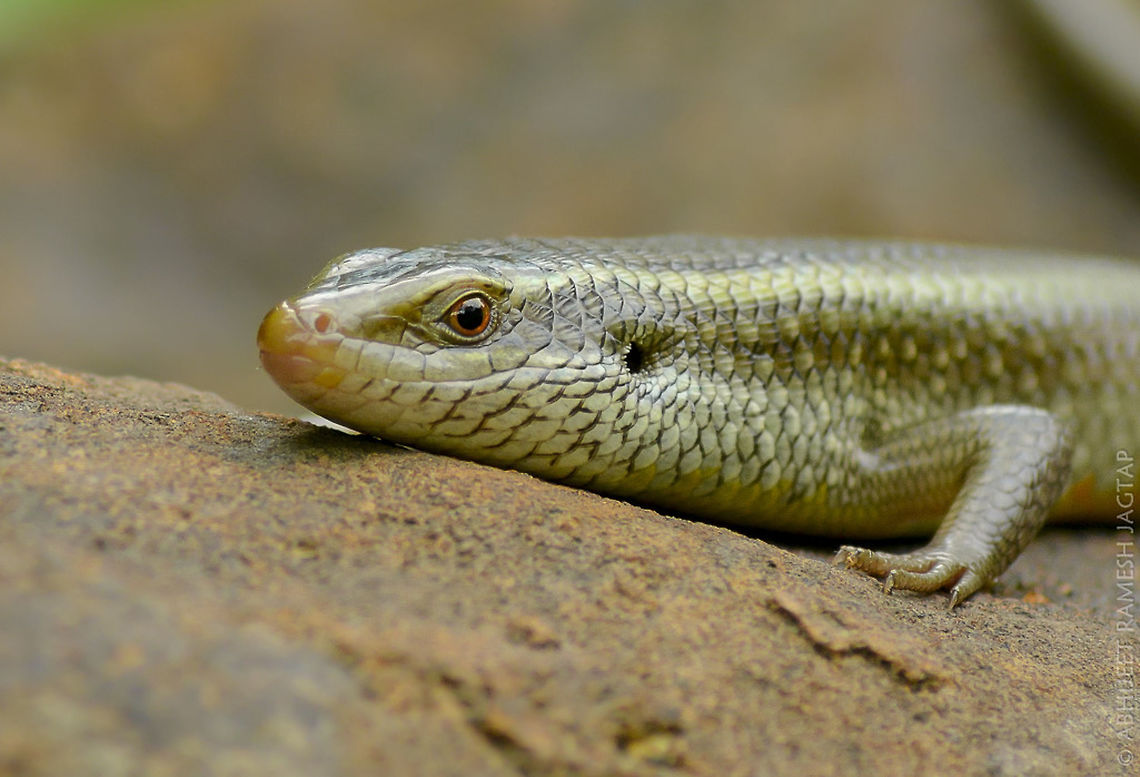The Keeled Indian Mabuya also called Many-keeled Grass Skink or (ambiguously) &quot;golden skink&quot;..<br />
<br />
They are fast &amp; quick.. I never thought that I will be able to make shot like this.. <br />
Its a skink..<br />
Whenever I&#039;ve spotted a skink on my movement it used to disappear immediately moving quickly in burrows..<br />
<br />
In this case It was wierd as I saw it basking on this rock &amp; i Decided ti approach it knowing that Its a useless attempt but I got proved wrong this time.. and I was able to make few shots of this skink. Asia,D5200,Eutropis carinata,India,Indian,Keeled Indian Mabuya,Nikon,NikonD5200,animal,animals,fauna,incredible india,incredibleindia,keeled,life,nature,reptile,reptiles,reptilia,scales