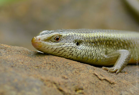 Keeled Indian Mabuya