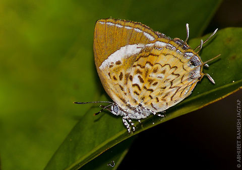 Puzzled??!! I wonder If this is named after a Puzzle or Puzzle got its name from this butterfly? ;-) 

Very tiny fella!! Finally gave me the record shot :-) 70-300,70-300mm,Butterflies,Butterfly,D5200,IncredibleIndia,India,Karnala,Maharashtra,Monkey,Monkey Puzzle,Nikon,NikonD5200,Panvel,Puzzle,Raigad,Rathinda amor,Tamron,Wild,WildIndia