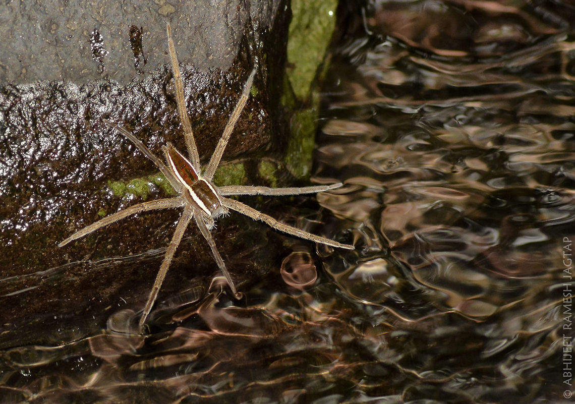 Fishing Spider.. They wait like anything.. They tasted my patience.. <br />
Hunting in crystal clear Waters of these beautiful forest streams.. <br />
I left the place after waiting there for an hour.. <br />
Respect to them.!!! Arachnid,Arachnida,Fishing spider,India,IndiaWilds,Karnala,Karnala Bird Sanctuary,Life,Macro,Maharashtra,Nature,Nikon,Panvel,Raigad,Spider,Thalassius albocinctus,Wild,WildIndia,Wildlife,abhitap