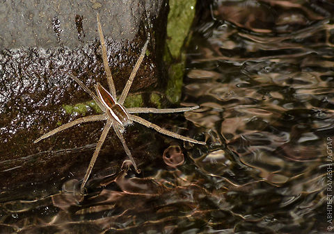Fishing Spider.. They wait like anything.. They tasted my patience.. 
Hunting in crystal clear Waters of these beautiful forest streams.. 
I left the place after waiting there for an hour.. 
Respect to them.!!! Arachnid,Arachnida,Fishing spider,India,IndiaWilds,Karnala,Karnala Bird Sanctuary,Life,Macro,Maharashtra,Nature,Nikon,Panvel,Raigad,Spider,Thalassius albocinctus,Wild,WildIndia,Wildlife,abhitap