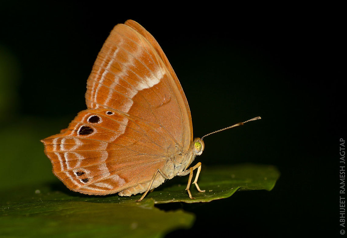 Suffused Double banded Judy. There were many of these Beautiful butterflies and It looks so Beautiful to see them.. <br />
The colours &amp; the Pattern is So Attractive.. !!! 70-300,70-300mm,Abisara bifasciata,Bird,Butterflies,Butterfly,D5200,Geotagged,India,Karnala,Karnala Bird Sanctuary,Life,Macro,Nature,Nikon,NikonD5200,Plum,Plum Judy,Sanctuary,Tamron