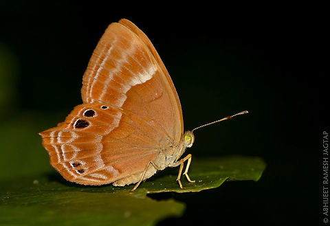 Suffused Double banded Judy. There were many of these Beautiful butterflies and It looks so Beautiful to see them.. 
The colours & the Pattern is So Attractive.. !!! 70-300,70-300mm,Abisara bifasciata,Bird,Butterflies,Butterfly,D5200,Geotagged,India,Karnala,Karnala Bird Sanctuary,Life,Macro,Nature,Nikon,NikonD5200,Plum,Plum Judy,Sanctuary,Tamron