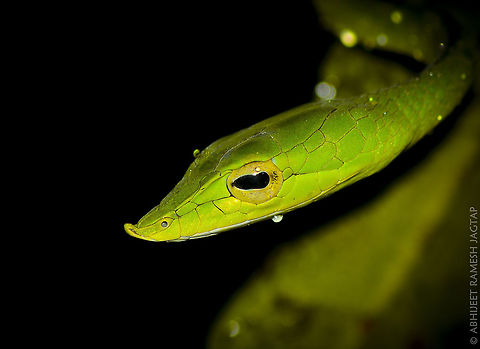 Tip of Vine. Shot during Night trail at Matheran Hills, Maharashtra, India.

So fine like vine, these are very hard to find because of their camouflage.. They get mixed with surrounding greenery so well that I passed(few centimeters from me) by two snakes without noticing them.. Thanks to my friend for sighting this Beauty.. 
I wonder how well be the camouflage of 'Brown Vine Snake' be.

btw interesting thing about 'Vine Snakes' is they have horizontal Pupils.. :-) 

id: Green Vine Snake(Ahaetulla nasuta) 70-300,70-300mm,Ahaetulla borealis,Ahaetulla nasuta,D5200,Green vine snake or Long-nosed whip snake,India,Maharashtra,Matheran.Raigad,Nikon,NikonD5200,Northern Western Ghats vine snake,Tamron,dragon,incredible india,incredibleindia,jungle,jungledragon,jungles,life