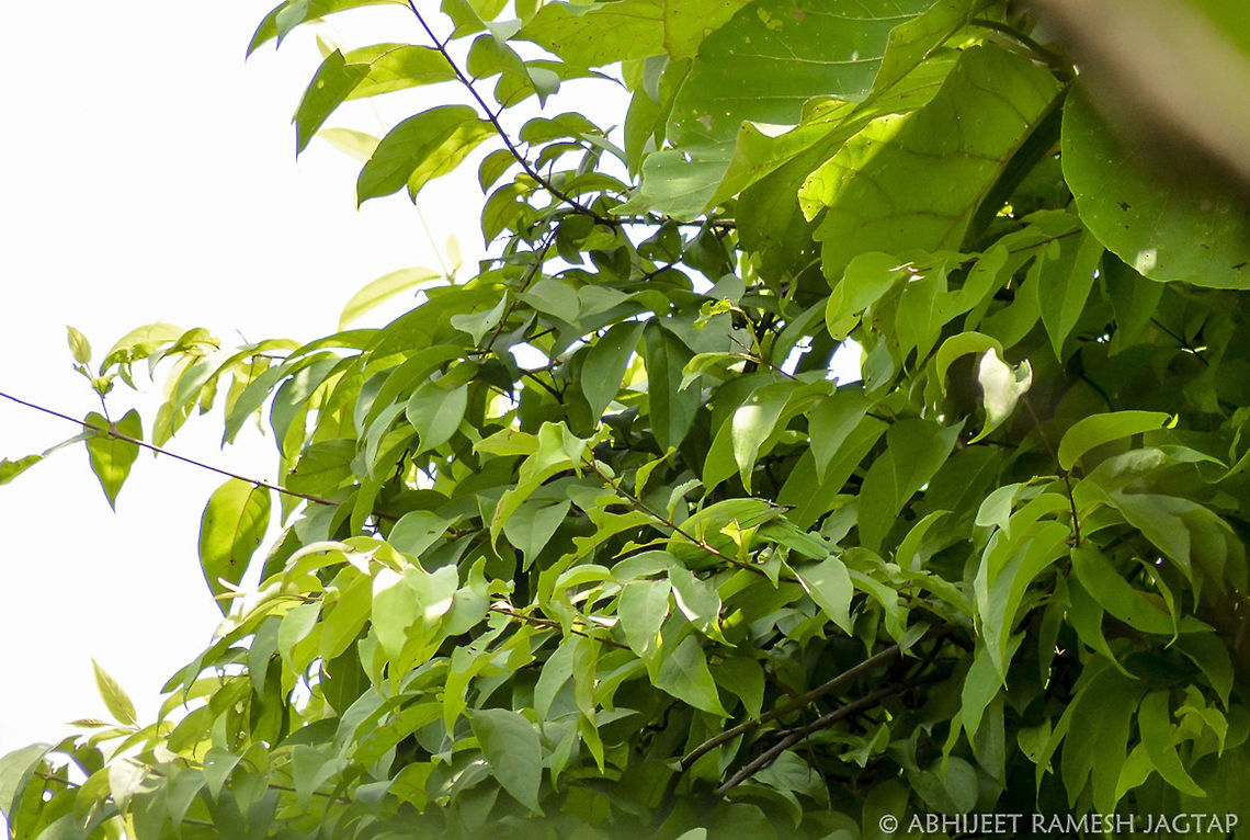 Camouflage! Among few Birds who camouflage easily with their habitat.. :-) <br />
Uncropped image of bird with its habitat . <br />
Hope you see it.. :-) 70-300,70-300mm,Chloropsis aurifrons,D5200,Golden-fronted Leafbird,India,Nikon,NikonD5200,Tamron,abhitap,avifauna,bird,birding,birds,fauna,green,incredible india,incredibleindia,jagtap,karnala