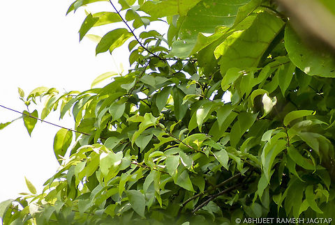 Camouflage! Among few Birds who camouflage easily with their habitat.. :-) 
Uncropped image of bird with its habitat . 
Hope you see it.. :-) 70-300,70-300mm,Chloropsis aurifrons,D5200,Golden-fronted Leafbird,India,Nikon,NikonD5200,Tamron,abhitap,avifauna,bird,birding,birds,fauna,green,incredible india,incredibleindia,jagtap,karnala