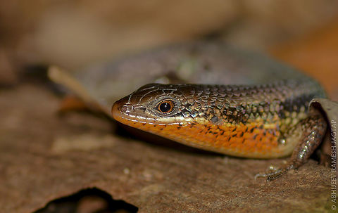 Juvenile of Keeled Indian Mabuya. Again got lucky.. After my first skink shot, I went to Karnala Bird Sanctuary, Raigad, Maharashtra, India.
And to my surprise within few mins I saw two juveniles playing with each other.. When I got little close, one Disappeared in the thick leaf-litter, and this one freezed its movement. Allowed me too approach too close.. I was waiting that it'll flickr its tongue and I could get a nice shot.. but it wasn't moving at all. 
So left it alone after couple of shots.. and few scratches on elbows & knees.. ;-) Bird,Eutropis carinata,Fauna,IncredibleIndia,India,Indian,Karnala,Keeled,Keeled Indian Mabuya,Life,Mabuya,Maharashtra,Nature,Raigad,Reptile,Sanctuary,Serpent,Skink,Wild,WildLife