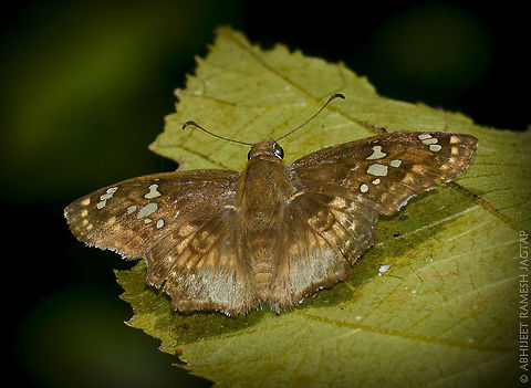 Like its Name. Golden Angle shining its golden colour in sunlight..
 70-300,70-300mm,Bird,Caprona ransonnettii,D5200,Golden Angle,India,Karnala,Nikon,NikonD5200,Sanctuary,Tamron,abhitap,butterfly,butterlfies,golden,jagtap,jungle,jungledragon,lepidoptera