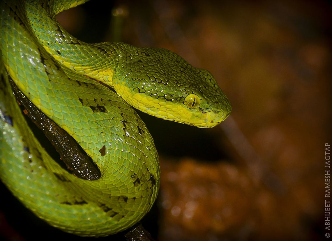 Bamboo Pit Viper. From Night trails in Matheran. This lovely Viper was resting near trail and it glowed shiny green in our torch lights.. <br />
Probably it was waiting for frog or other animal to feed on in wet floor.. The forest was wet and cool.. and This snake added excitement in that night trail..  Alibag,Alibaug,Asia,Bamboo,Bamboo viper,Craspedocephalus gramineus,Fauna,India,Maharashtra,Matheran,Nikon,NikonD5200,Pit,Raigad,Reptile,Reptilian,Serpent,Serpents,Snake,Snakes