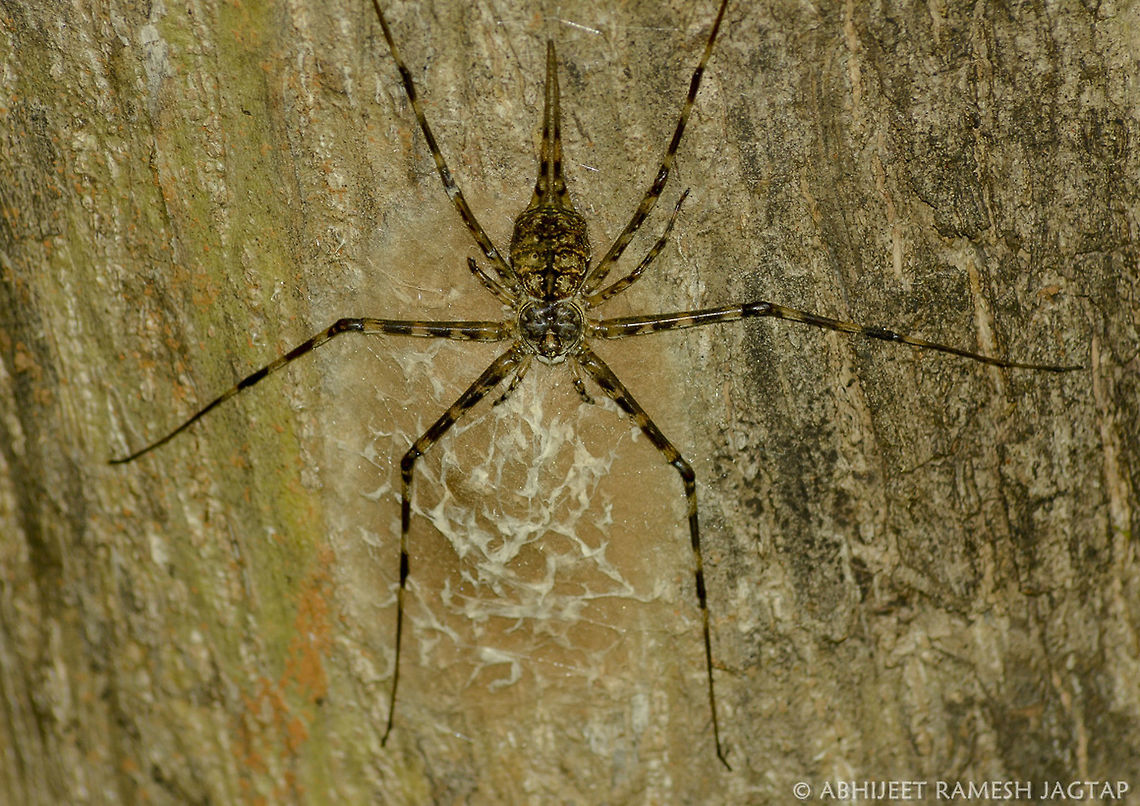 Parenting. Nature is so amazing that parents do their job of protecting their next generation, but nature has always provided a tool that we humans named as &#039;Camouflage&#039;.<br />
Here this spider species lives on tree trunks, and if you can differentiate, its actually guarding its egg-sac, which is so well camouflaged that you need second look to see it. This spider built this almost super flat, making it merge with surrounding. 70-300,Asia,D5200,Hersilia savignyi,India,Karnala,Karnala Bird Sanctuary,Maharashtra,Nikon,NikonD5200,Panvel,Parental care,Raigad,Spider,Tamron,Two-tailed Spider,WildIndia,WildMaharashtra,abhitap,arachnid