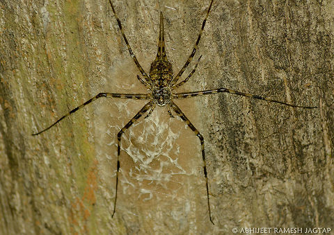 Parenting. Nature is so amazing that parents do their job of protecting their next generation, but nature has always provided a tool that we humans named as 'Camouflage'.
Here this spider species lives on tree trunks, and if you can differentiate, its actually guarding its egg-sac, which is so well camouflaged that you need second look to see it. This spider built this almost super flat, making it merge with surrounding. 70-300,Asia,D5200,Hersilia savignyi,India,Karnala,Karnala Bird Sanctuary,Maharashtra,Nikon,NikonD5200,Panvel,Parental care,Raigad,Spider,Tamron,Two-tailed Spider,WildIndia,WildMaharashtra,abhitap,arachnid