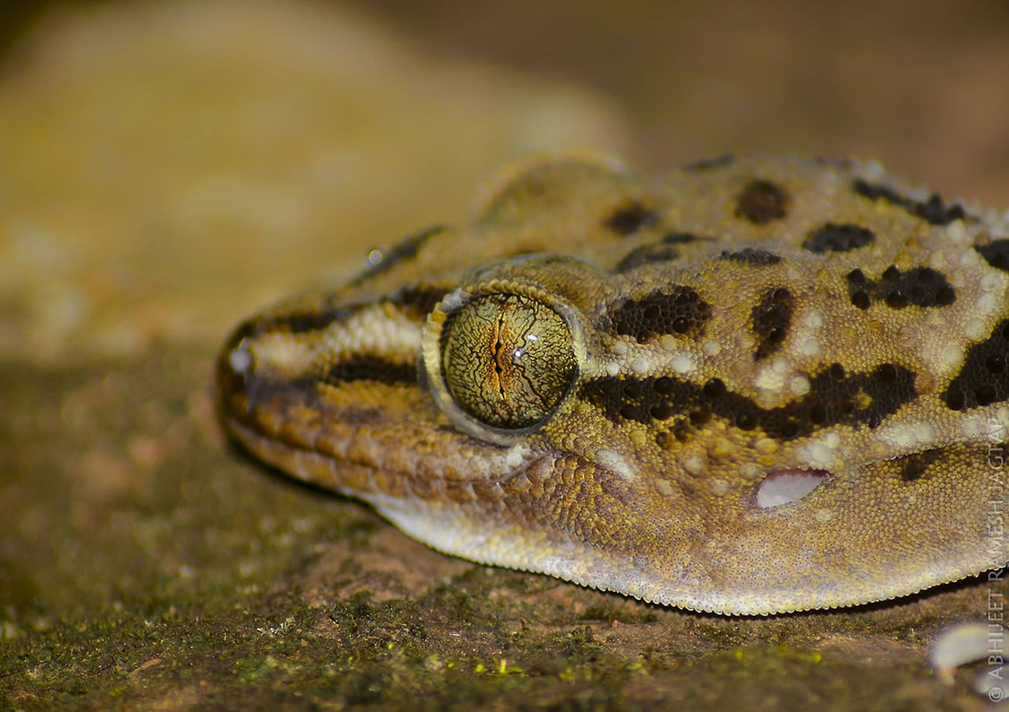 Eyes... This was the Largest Gecko sighting for me.. After which I came to know that, Geckos of this and many other species do grow bigger and larger.. <br />
Thanks to my friend Pravin who spotted this.. <br />
Scary it was when it waved its tail on me approaching the reptile for this macro shot.. <br />
This is Leaf toed Gecko.<br />
Rocky patches is their main Habitat..  D5200,Gecko,Geotagged,Hemidactylus maculatus,India,Macro,Maharashtra,Matheran,Nikon,NikonD5200,Spotted Leaf-toed Gecko,Summer,Tamron,Wildlife,abhitap,incredibleindia,raigad