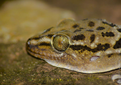 Eyes... This was the Largest Gecko sighting for me.. After which I came to know that, Geckos of this and many other species do grow bigger and larger.. 
Thanks to my friend Pravin who spotted this.. 
Scary it was when it waved its tail on me approaching the reptile for this macro shot.. 
This is Leaf toed Gecko.
Rocky patches is their main Habitat..  D5200,Gecko,Geotagged,Hemidactylus maculatus,India,Macro,Maharashtra,Matheran,Nikon,NikonD5200,Spotted Leaf-toed Gecko,Summer,Tamron,Wildlife,abhitap,incredibleindia,raigad