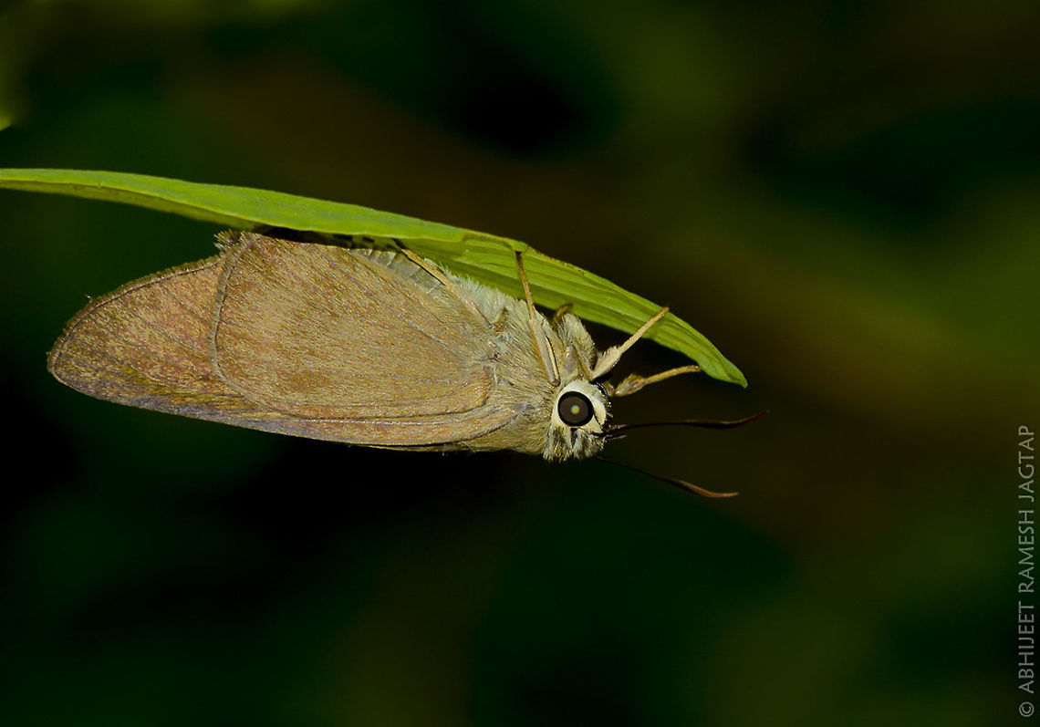 Brown Awl Always seen this chap hiding under the leaves..  70-300mm,Awl,Badamia exclamationis,Brown Awl,D5200,Geotagged,India,Karnala,Karnala Bird Sanctuary,Macro,Maharashtra,Nikon,NikonD5200,Raigad,Summer,Tamron,WildLife,abhitap,incredibleindia