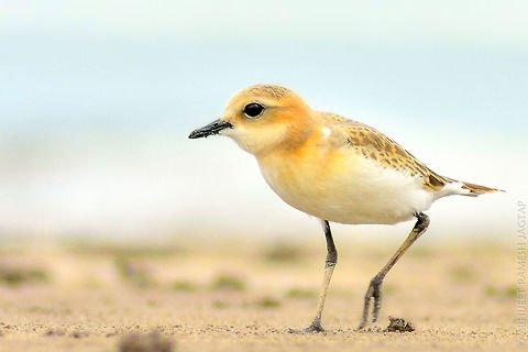 Lesser sand Plover Its very interesting to see how this single species of bird in different age shows variation in its morph.. 
The one in this particular image is Immature bird.. 
These are flock birds.. 
Am leaving again to the same place day after tomorrow, if I get chance.. I would definitely like to spend some time with them.. :-) Anjarle,Charadrius mongolus,Fall,Geotagged,IncredibleIndia,India,Kokan,Konkan,Lesser sand plover,Maharashtra,Nikon,Ratnagiri,Tamron,abhitap,incredible india,jagtap