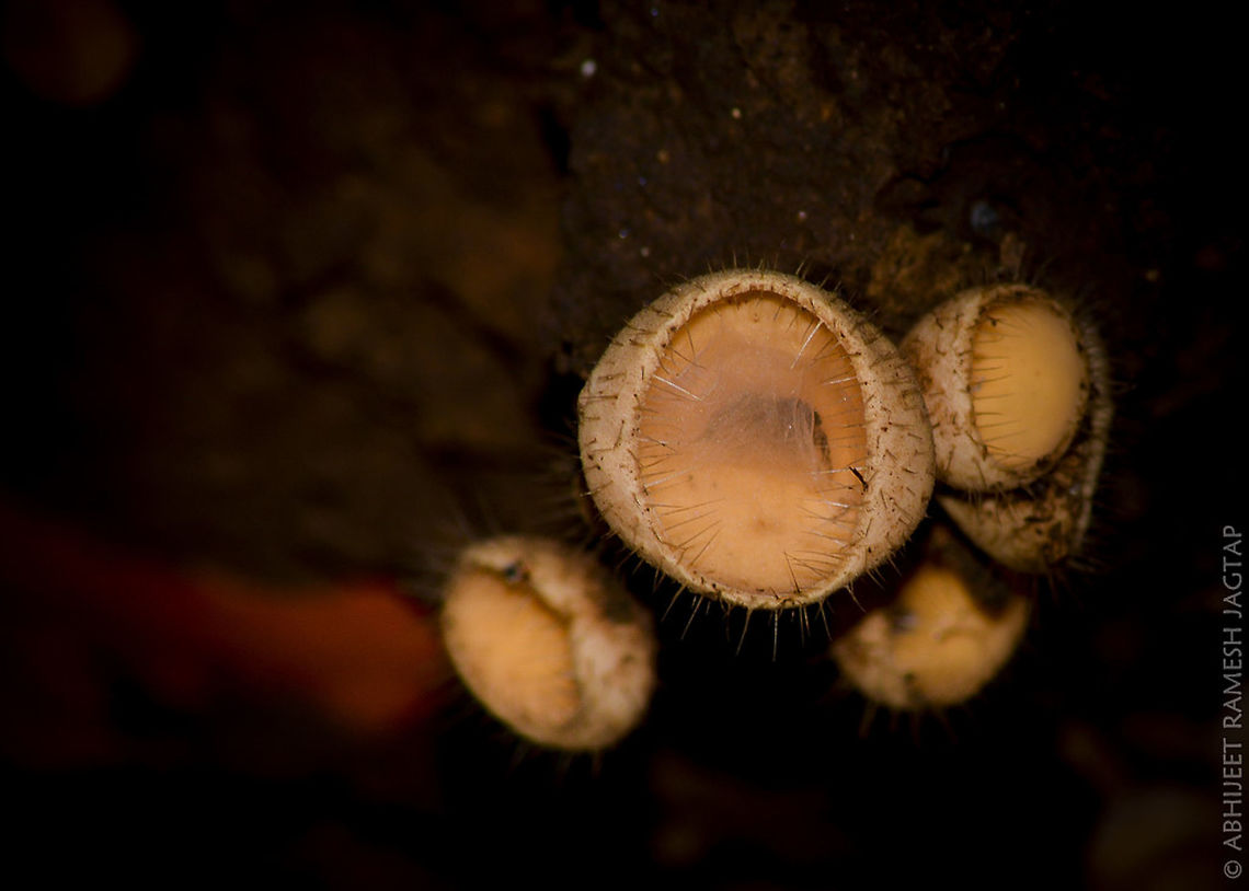 Interesting Home I found this hairy cup fungus in the forests of &#039;Karnala Bird Sanctuary&#039;. And while photographing it I saw this little spider using this cup as its home.. :-) <br />
He was living in very stylish home..  Bristly Tropical Cup,Cookeina tricholoma,Cup,Fungus,Geotagged,India,Karnala,Maharashtra,Nikon,Raigad,Summer,Tamron,abhitap,incredible india,incredibleindia,macro,wildlife
