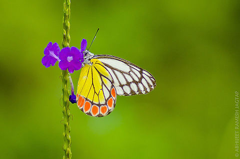 Indian Jezebel       A beautiful lovely butterfly.. 
     The butterflies spend much of their lives high in the tree tops where their larval foodplants grow as parasites on a variety of tree species. They can often be seen flying from tree to tree on sunny mornings. Periodically however both sexes will descend and embark on a "nectaring run", fluttering swiftly from garden to garden, pausing here and there for a moment to sip the nectar of Lantana
( Verbenaceae ), Mentha ( Lamiaceae ), and other flowers. When nectaring, the wings are usually kept fluttering to support the weight of the butterfly. Butterflies,Butterfly,Common Jezebel,Delias eucharis,Fall,Geotagged,IncredibleIndia,India,Lepidoptera,Maharashtra,Nikon,Ovala,Tamron,Thane,abhitap,delias,incredible india,jagtap