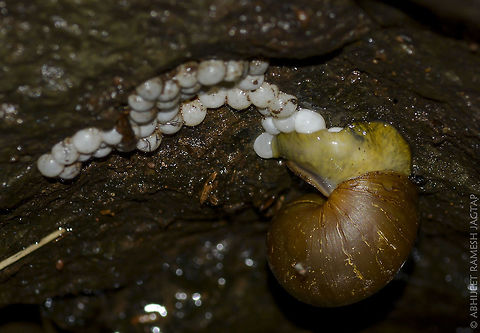 Secret Revealed I used to wonder, these eggs belongs to which animal? whenever I used to see these eggs under the rocks near stream.. After this I think now I know the answer.. No more secrets.. ;-) 
You can see this snail laying eggs with natural adhesives to make sure it sticks there.. Amazing nature!!!

Note: id: Achatina cf. fulica (invasive exotic snail sps. which got introduced in India back in 18th century) Achatina fulica,D5200,Geotagged,India,Lissachatina fulica,Nikon,NikonD5200,Summer,Tamron,abhitap,incredible india,incredibleindia,invasive species,karnala,life,maharashtra,nature,snail,wild,wildlife