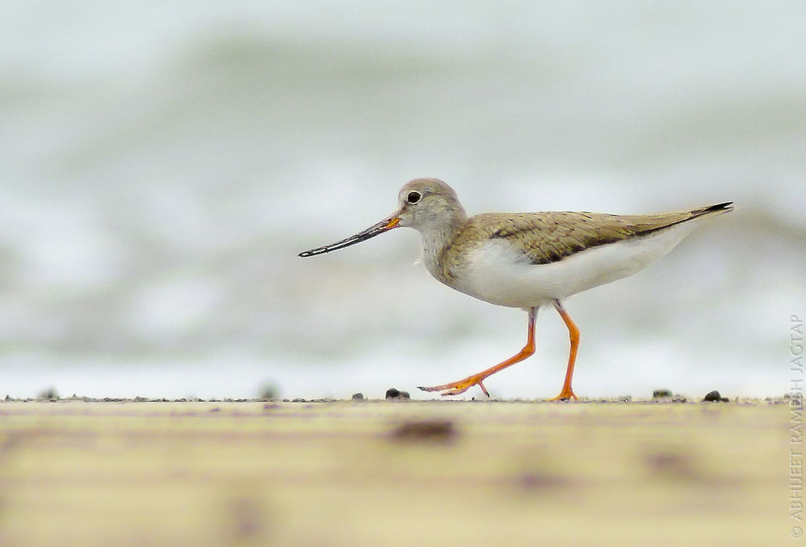 Terek Sandpiper We were shooting lesser sand plovers and suddenly this fellow caught my attention!! My friend possess bigger tele(600mm) so I told him to lookat his left we have terek in the flock :-)<br />
This is the Best I could manage in those 3-4 secs with this bird.. <br />
This bird shows little similar beak structure as you can see in Pied Avocets.. A beak Curved upward so that they can wave their beak little lower and catch their prey without any trouble. <br />
<br />
Its beautiful to watch them foraging!! D5200,Fall,Geotagged,India,Kokan,Maharashtra,Nikon,NikonD5200,Ratnagiri,Tamron,Terek sandpiper,WildIndia,Xenus cinereus,abhitap,incredible india,incredibleindia,jagtap,nature