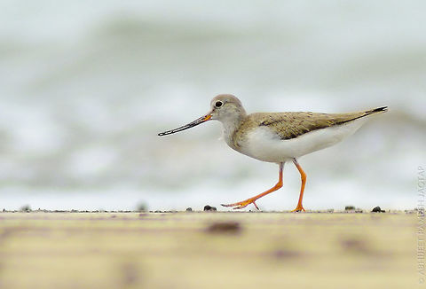 Terek Sandpiper We were shooting lesser sand plovers and suddenly this fellow caught my attention!! My friend possess bigger tele(600mm) so I told him to lookat his left we have terek in the flock :-)
This is the Best I could manage in those 3-4 secs with this bird.. 
This bird shows little similar beak structure as you can see in Pied Avocets.. A beak Curved upward so that they can wave their beak little lower and catch their prey without any trouble. 

Its beautiful to watch them foraging!! D5200,Fall,Geotagged,India,Kokan,Maharashtra,Nikon,NikonD5200,Ratnagiri,Tamron,Terek sandpiper,WildIndia,Xenus cinereus,abhitap,incredible india,incredibleindia,jagtap,nature