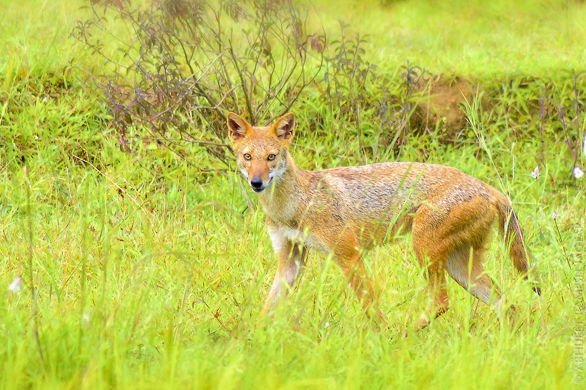 Golden Light & Golden Jackal!    We were going towards Amboli a dream destination.. On Sawantwadi - Amboli road we saw a lone biker halting and looking at road behind him.. We soon passed by him and our driver pulled-over and it was this Indian Golden Jackal in front.. On we stopping our vehicle, this lovely jackal went in the bushes near the main road.. We knew he&#039;ll soon run from us.. We followed movements in the bushes and here this guy after he was out from the bushes.. He gave us like 5-8 secs.. <br />
   Surprises like this makes your day.. <br />
<br />
id: Indian Golden Jackal Canis aureus,Canis aureus indicus,D5200,Geotagged,Golden jackal,Incredible India,IncredibleIndia,India,Indian jackal,Life,Maharashtra,Nikon,NikonD5200,Sawantwadi,Tamron,Wild,Wildlife,abhitap,fauna,jagtap