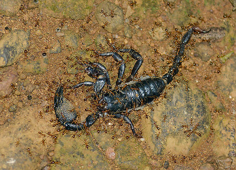 Dangerous End!!   I always wanted to see a Scorpion and Photograph it.. But not like this.. 
In front of these fire ants the dangerous Scorpion couldn't last.. This is second time am seeing this.. 
They are still very secretive and least studied fauna in India at least.. 
Would also be exploring this taxa as I get the chance.. 

Btw Beware of Ants as well as the Scorpions ;-)  Arachnidae,D5200,Fall,Geotagged,Heterometrus Phipsoni,Heterometrus phipsoni,Incredible India,IncredibleIndia,India,Maharashtra,Nikon,NikonD5200,SGNP,Scorpion,Tamron,Thane,Yeoor,abhitap,fauna,jagtap