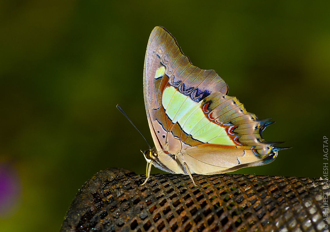 The Nawab Nawab is the term given to native governor at the time of mughal empire.. No wonder this is named after that.. Lovely butterfly I found after many trips to forests around.. Would still like to click it on a Natural perch..  Abhitap,Common nawab,Fall,Fauna,Geotagged,IncredibleIndia,India,Nikon,Nikon D5200,NikonD5200,Polyura athamas,Tamron,WildIndia,WildMaharashtra,Wildlife,jagtap,maharashtra