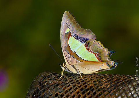 The Nawab Nawab is the term given to native governor at the time of mughal empire.. No wonder this is named after that.. Lovely butterfly I found after many trips to forests around.. Would still like to click it on a Natural perch..  Abhitap,Common nawab,Fall,Fauna,Geotagged,IncredibleIndia,India,Nikon,Nikon D5200,NikonD5200,Polyura athamas,Tamron,WildIndia,WildMaharashtra,Wildlife,jagtap,maharashtra