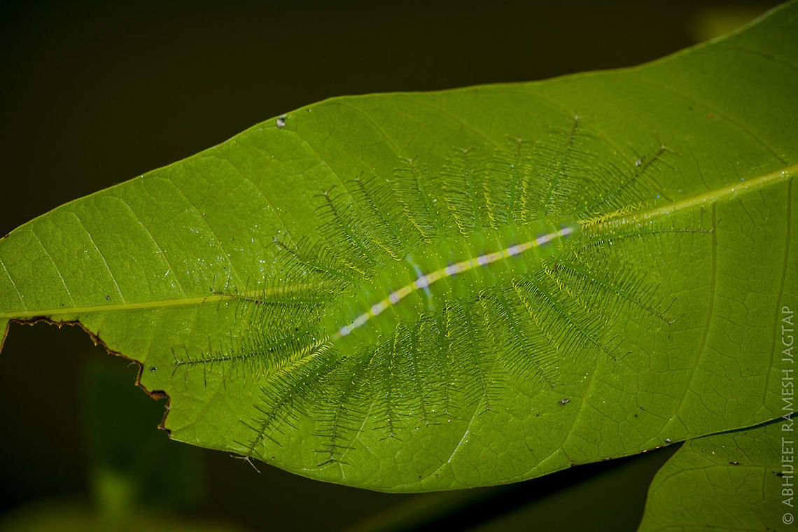 Under leaf     Very well camouflaged under the leaves(I have used flash to make it look distinguishing in photograph) this is best mimicking caterpillar of Dakhan Baron species.. <br />
Look at the mid body part(white line) mimicking midrib of leaf and branches mimicking veins of leaf.. You will pass by them without knowing they are under these leaves..  Common Baron,D5200,Euthalia aconthea,Fall,Geotagged,IncredibleIndia,India,Maharashtra,Nikon,Nikon D5200,NikonD5200,Tamron,Thane,WildIndia,Wildlife,abhitap,jagtap