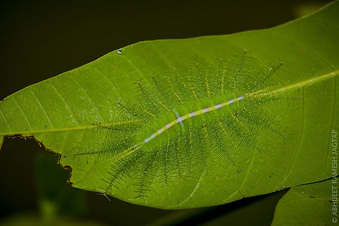 Under leaf     Very well camouflaged under the leaves(I have used flash to make it look distinguishing in photograph) this is best mimicking caterpillar of Dakhan Baron species.. 
Look at the mid body part(white line) mimicking midrib of leaf and branches mimicking veins of leaf.. You will pass by them without knowing they are under these leaves..  Common Baron,D5200,Euthalia aconthea,Fall,Geotagged,IncredibleIndia,India,Maharashtra,Nikon,Nikon D5200,NikonD5200,Tamron,Thane,WildIndia,Wildlife,abhitap,jagtap