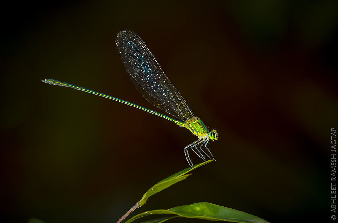 Glorious Damsel! Another beauty on my Wishlist the Clear winged Forest Glory.. (literally like an Emerald gem)<br />
I was at my dream destination searching &#039;Malabar Pit Viper&#039; &amp; I saw this, halted there to capture this beauty. As I was following it for a macro shot it was moving way ahead &amp; this continued for few minutes after which it gave me like 20-30 secs and it moved again but not away from me but it moved so close that it sat near my knee and was too close for any shot.. <br />
Seeing this me and my friend Burst out laughing as the damsel I was trying to be close  for macro shots is now so close that now I had to move away from it if want to shoot it ;-)<br />
<br />
I Hope I get to see another similar beautiful species known as &#039;Stream Glory&#039; before someone introduces it here ;-) Amboli,D5200,Damselfly,Fall,Geotagged,Glory,Incredible India,Incredibleindia,India,IndiaWild,Macro,Maharashtra,Nikon,NikonD5200,Sawantwadi,Tamron,Vestalis gracilis,abhitap,jagtap