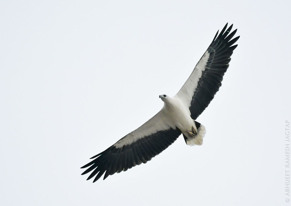 The Mighty White bellied Sea Eagle It was fading light of 6:20 in the evening when I was trying some shots of beach dogs with open f value like 4-5 and this bird came so close making loud calls that I immediately raised my ISO &amp; shutter to shoot it as I knew that it might not happen again in future(so close encounter)..  I checked my shots immediately after it passed by me from above... I was shocked as I couldn&#039;t manage sharp shots though the eagle was too damn close to me as I shot this at 260mm then I realized I was playing with open f and when I raised ISO + shutter,  I forgot to change my f value.. <br />
<br />
(Photographers are never satisfied ;-) ) shooting wildlife always has its moments &amp; am happy sharing this memory :-) <br />
<br />
id: White bellied Sea Eagle<br />
<br />
at Ratnagiri, Maharashtra, India.<br />
oct, 2015<br />
<br />
Exif:<br />
Nikon D5200 + Tamron 70-300mm<br />
F/7.1<br />
ISO: 2000<br />
Exposure: 1/1000sec D5200,Haliaeetus leucogaster,IncredibleIndia,Maharashtra,Nikon,NikonD5200,Ratnagiri,Tamron,White-bellied Sea Eagle,Wildlife,abhitap,incredible india,jagtap