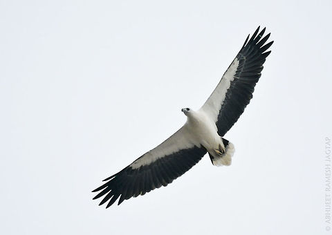 The Mighty White bellied Sea Eagle It was fading light of 6:20 in the evening when I was trying some shots of beach dogs with open f value like 4-5 and this bird came so close making loud calls that I immediately raised my ISO & shutter to shoot it as I knew that it might not happen again in future(so close encounter)..  I checked my shots immediately after it passed by me from above... I was shocked as I couldn't manage sharp shots though the eagle was too damn close to me as I shot this at 260mm then I realized I was playing with open f and when I raised ISO + shutter,  I forgot to change my f value.. 

(Photographers are never satisfied ;-) ) shooting wildlife always has its moments & am happy sharing this memory :-) 

id: White bellied Sea Eagle

at Ratnagiri, Maharashtra, India.
oct, 2015

Exif:
Nikon D5200 + Tamron 70-300mm
F/7.1
ISO: 2000
Exposure: 1/1000sec D5200,Haliaeetus leucogaster,IncredibleIndia,Maharashtra,Nikon,NikonD5200,Ratnagiri,Tamron,White-bellied Sea Eagle,Wildlife,abhitap,incredible india,jagtap