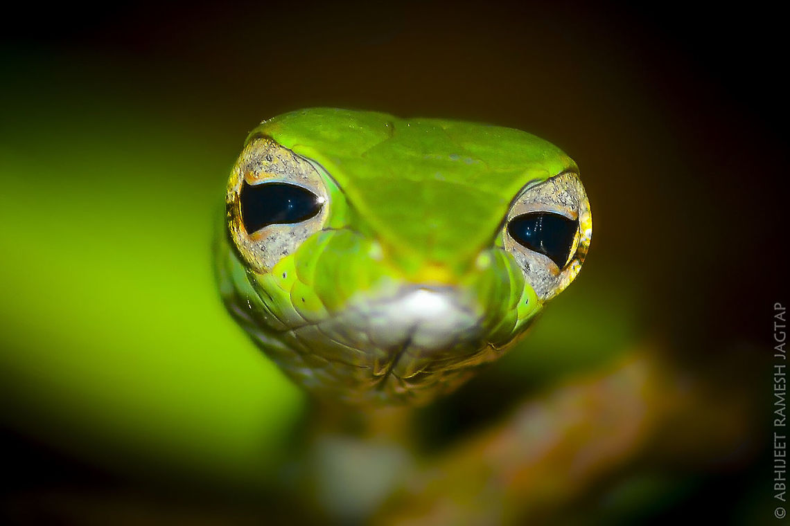 Eyes of the Vine.. I think this is the only snake species with Horizontal pupils.. <br />
Wanted to shoot this species from front and finally I got the opportunity in Amboli forest where my friend Nitin spotted almost 9 green vine snakes in just 3 hours and he mentioned its still less number!! Can you imagine!!<br />
<br />
This species is often seen feeding on other snakes and are excellent in their camouflage!! They look gorgeous and beautiful!!<br />
<br />
 Ahaetulla borealis,Ahaetulla nasuta,Amboli,D5200,Fall,Geotagged,Green vine snake or Long-nosed whip snake,Incredible India,IncredibleIndia,India,Macro,Maharashtra,Nikon,NikonD5200,Northern Western Ghats vine snake,Sahyadri,Tamron,Western Ghats,abhitap